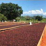 ウガンダ産ナチュラルアフリカムーン「ドンキー」