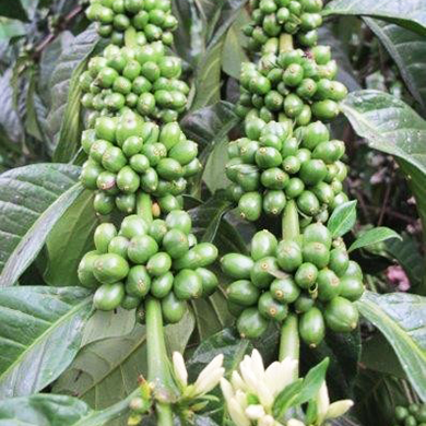 ウガンダ産　ロブスタ　「カウェリエステート　ナチュラル」